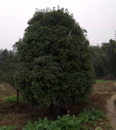 桂花樹批發